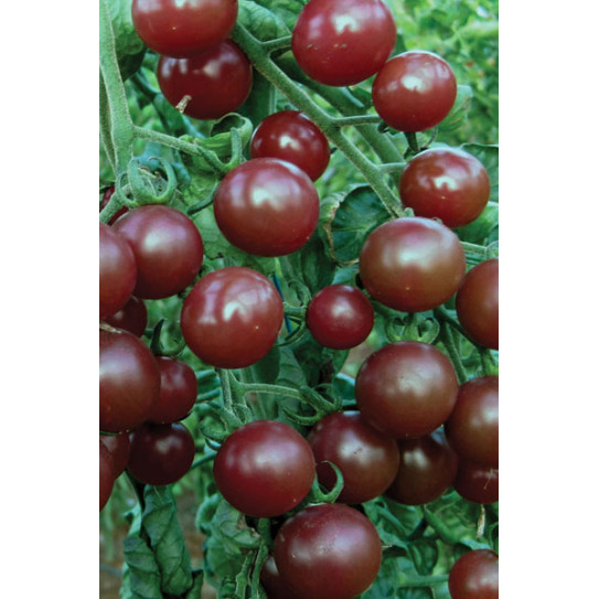 Купить выгодно семена томата Вишня Черная - черри в интернет-магазинеAgrosemena.by