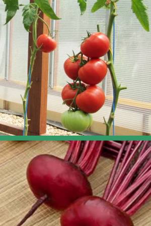 Томат Японский краб - 20 шт | Свекла Египетская плоская - 2 гр