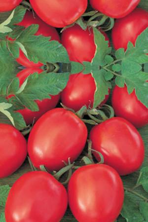 Томат Толстой F1