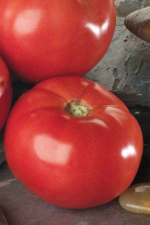 Томаты Белле F1 / Enza Zaden (Голландия)