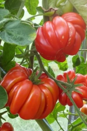 Томат Грибное лукошко