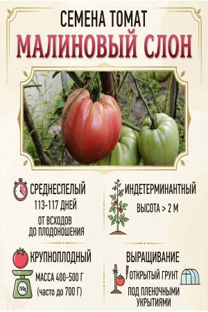 Томат Малиновый слон