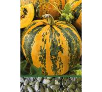 Тыква голосемянная Юнона