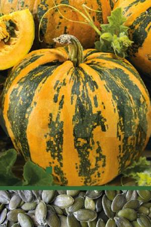 Тыква голосемянная Юнона