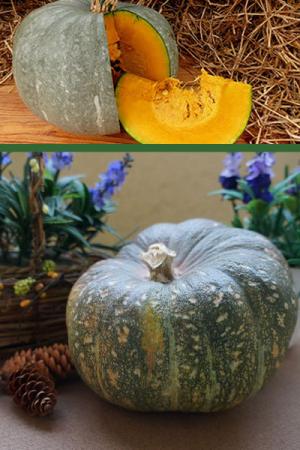 Тыква Амбар