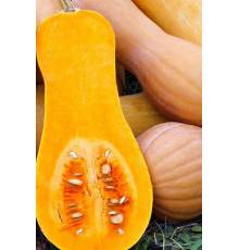 Тыква мускатная Лола