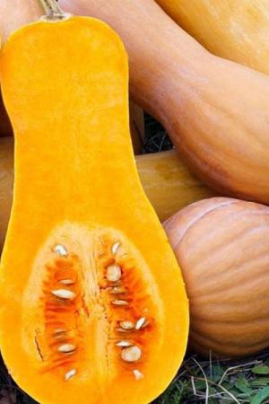 Тыква мускатная Лола