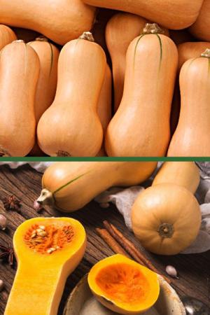 Тыква Мускатная