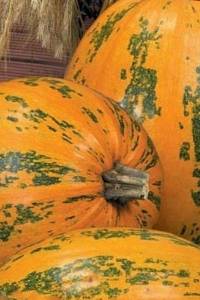 Тыква Витаминная мускатная