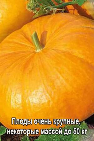 Тыква Жёлтый центнер
