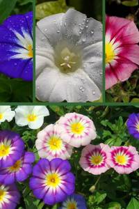 Вьюнок трехцветный Калейдоскоп