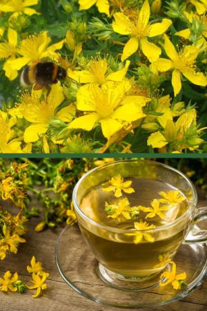 Зверобой Солнечный