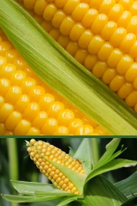Кукуруза Краснодарский сахарный 250 СВ
