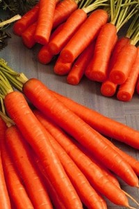 Морковь Амстердамская 25 грамм