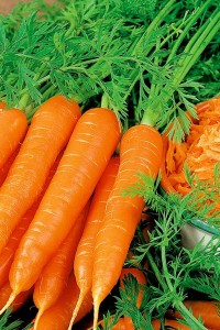 Морковь Карамелька - 2 гр
