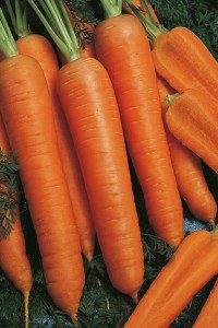 Морковь Красная боярыня 25 грамм