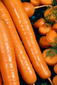 Морковь Нектар F1 столовая