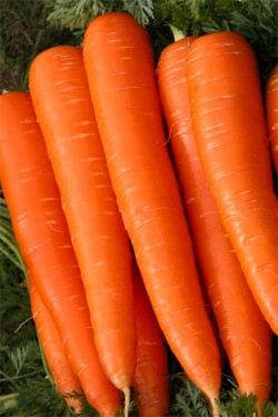 Морковь Витаминная 4 гр