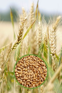 Пшеница озимая Маркиза 500 гр