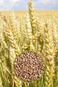 Пшеница яровая Сударыня 500 гр