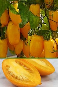 Помидоры Банан оранжевый