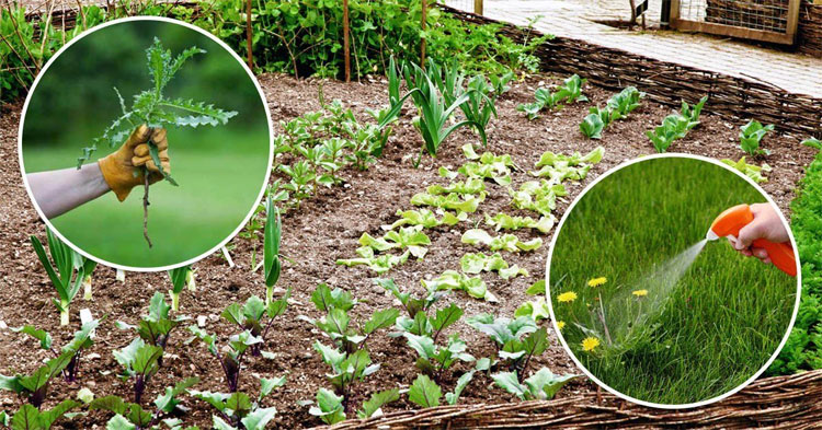 Гербициды - эффективное средство борьбы с сорняками